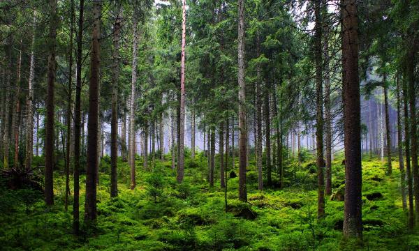 Sopravvivenza delle foreste europee e diversità