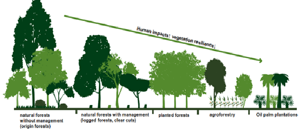 Different forest management types